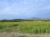 DSC_0195.JPG