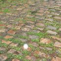 IMG_4551