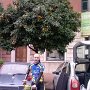 Grande Giulio !