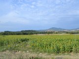 DSC_0195.jpg