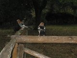 IMG_5363.JPG